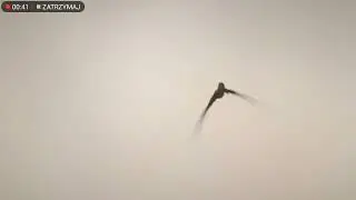 Pterozaur ucieczka | Prehistoric planet