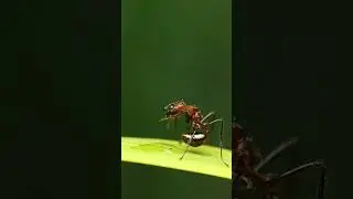 Ants are beautiful #fyp  #animals  #ants #insects #macro