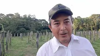 Sitio Sawada | Apresentando frut&iacute;feras | Pitaya | Sapota | Mel&atilde;o Andino | Longan