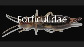 Forficulidae