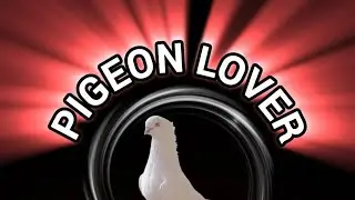 Pigeon lover 777 is live! সকালে আমার কবুতর আড্ডা দিচ্ছে