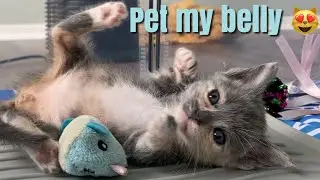 A Morning in the Foster Kitten Room: Purrs and Cuddles