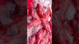 Frozen Red Fish 🐠🐋🐟#shorts #fish #ytshorts #frozen