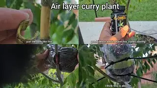 Air layering curry plant/ GROWING a Curry Plant in My Garden Using Air Layering curry leaves harvest