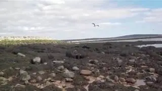 filming on a beach hoping for seals to  surface May six 2020
