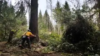 jacking timber