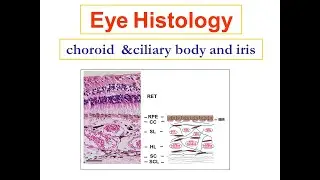 Eye  choroid  ciliary body& iris histology