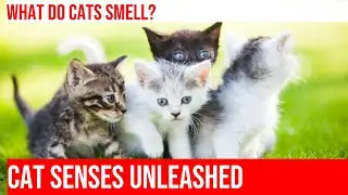 Explore the Mysterious World of a Cat's Sense of Smell