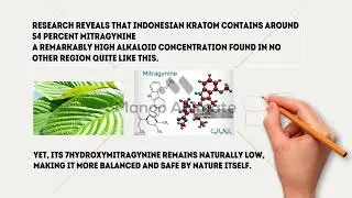 Why Indonesian Kratom Is the Strongest in the World 🌿 | Nature & Knowledge