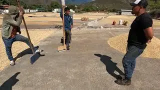 Cosecha de café  en Guatemala 