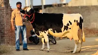 10 HF Cow Sold || Rate Start from 65,000 only || Mannat Dairy Farm