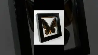 Ornithoptera urvillianus в рамке. Тёмная форма. #spider #butterfly #книги
