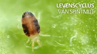 Levenscyclus van spint