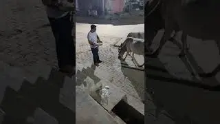 #iamjayakishori #cow #gaumatakijaiho #gaumatakijai #gaumaata #radheradhe #helpfood