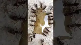 RED ANTS VERSUS BLACK ANTS