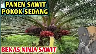 AMPUN ‼️PANEN BUAH  SAWIT POKOK SEDANG BEKAS NINJA SAWIT