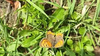 Butterfly on Grass | Красивая бабочка на траве