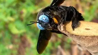most gigantic bee | How is his size? (Xylocopa latipes ) #animals #insects #bee