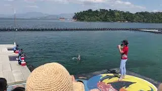 Dolphin Show Ocean Adventure Subic - 23 Jan 2020