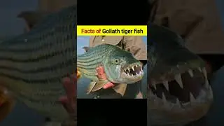 Facts of Goliath tiger fish || #facts