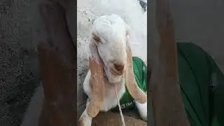 mini vlog bakraazlover #beautifullgoats#youtube#trendingshorts#viral#duck#animals