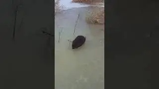 БОБРЫ В ЯРОСТИ  #shorts