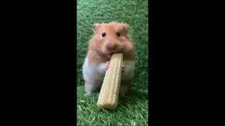 Hamster Quickly Eats a Small Corn Piece Then Keeps Sniffing Around for More