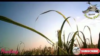 partridge hunting in Pakistan/Duck hunting in Pakistan/pheasant hunting 2022/#haroonkhanhunter#hunt