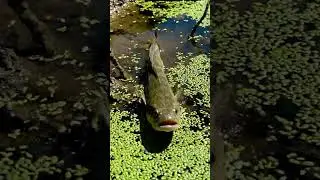 🤯 HUGE Fish ATTACKS Bait! You Won't Believe What Happened! 🎣 #fishing #bigfish