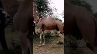 Beautiful big female camel view | #animals #travel #nature #viral #animalplanetvideos #viralmoment
