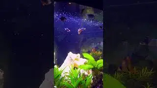 #relax #meditation #aquascape #aquarium #soundscape #visualasmr #nature