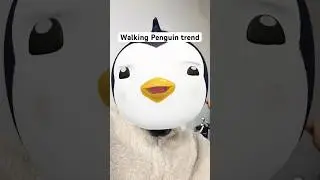 Walking Penguin trend explained!