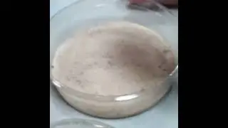 Sand fish lizard buried himself himself