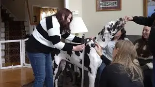 Guinness crowns Connecticut Great Dane as world’s tallest living female dog