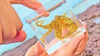 MORSO MORTALE DI UN POLPO DAGLI ANELLI BLU? | Ha 3 cuori e 9 cervelli | Brave Wilderness Italiano