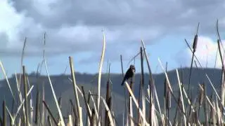 Birds of the Marsh