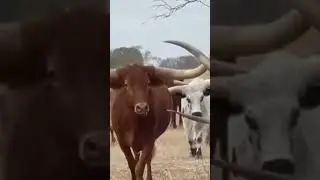 Biggest Cow's Horn Ever Seen #music #cow #horn #texas #wildlife #animals #beautiful #biggest