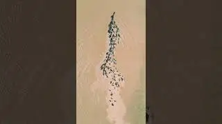 Amazon Forest People