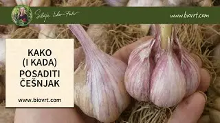 KAKO (I KADA) POSADITI ČEŠNJAK
