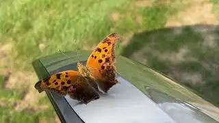 BUTTERFLY | Birth Ethics Philosophy