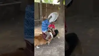 MONKEY WAR: Red vs Blue! 🔴🔵 (ft. Corgi Attack) ⚔️