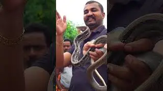 बनसुंदरी भारत का सबसे अलग दुर्लब सांप (copper headed Trinket)