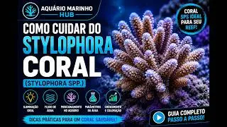 All About Stylophora Coral (Stylophora spp.): Care, Growth, and Tips for Your Reef Aquarium