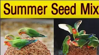 Lovebird summer Seed Mix, | Summer seed mix.