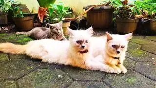 От двух кошек до десяти&hellip; История нашей кошачьей семьи