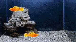 [7fish] 