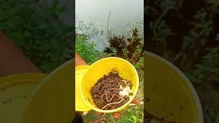 Traditional Hook Fishing Trap #hook_fishing #trap #shorts