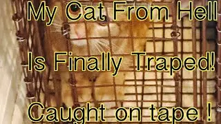 My First Cat adoption nightmare is over !