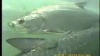 Tarpon Tails