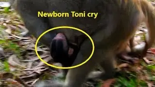 Pitiful Newborn Toni cry angry mom Tara catch wrong, Why Tara wrong care on Toni Like this, at night